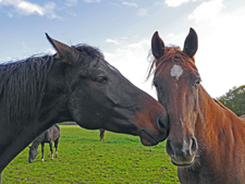 natural equine communication